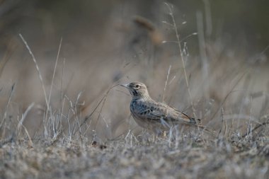 Çizgili kahverengi ibikli tarlakuşu kuru, kayalık zemin üzerinde duruyor, kurak yaşam alanına sorunsuzca karışıyor..