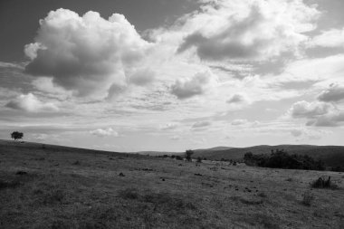 Durgun, siyah-beyaz bir manzarada dramatik bulutların altındaki uçsuz bucaksız, kuru bir ovadan yalnız bir ağaç yükselir..