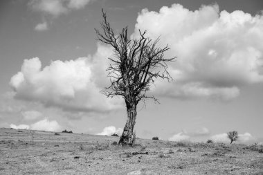 Yalnız yapraksız bir ağaç, yumuşak bulutlarla dağılmış geniş bir gökyüzünün altında çatlamış, kuru bir toprak üzerinde duruyor..