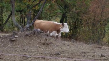 Kuru, çimenli bir yamaç boyunca yürüyen kahverengi ve beyaz bir inek. Sarı ve kahverengi yapraklı, sonbahar ağaçlarından oluşan sık bir orman..