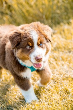 Açık mavi gözlü, deniz mavisi bir koşum takımı takan genç bir Avustralya çoban köpeği güneşli bir ortamda kuru çimlerde neşeyle yürüyor. Görüntü, köpeğin doğal ortamdaki enerjik ve meraklı doğasını yakalar..