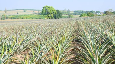 Batı Tayland 'da bir ananas çiftliği