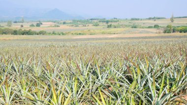 Batı Tayland 'da bir ananas çiftliği