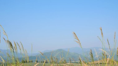 Güzel bir dağ ve gökyüzü arkaplanı olan sallanan çimen tarlası