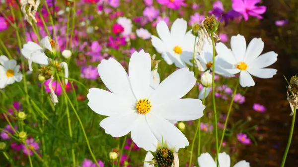 Beyaz ve pembe bir kozmos çiçeği tarlası.
