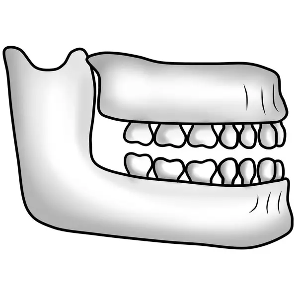 İnsan çene kemiği ve dişlerinin yapısı