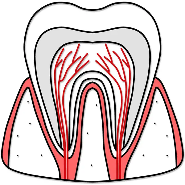 Dişin anatomisi basit çizgi çizimleriyle oluşur.