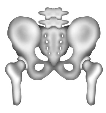 İnsan leğen kemiğinin elle boyanmış suluboya resmi.