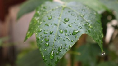Su damlacıkları ile yeşil yaprak