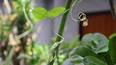 Tırmanma bitkisinin filizi.