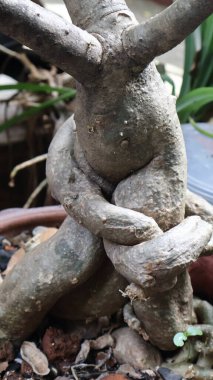 Bir bonsai ağacının buruşuk ve buruşuk kökleri, karmaşık doğal dokusunu gösterir.