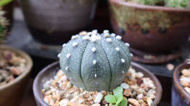 Astrophytum Myriostigma Kaktüs Koleksiyonu
