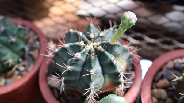 Tencerede kaktüs çiçeği olan kaktüs.
