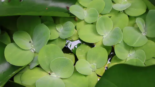 Yüzen küçük yeşil su bitkileri