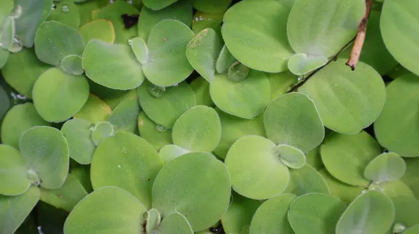 Yüzen küçük yeşil su bitkileri