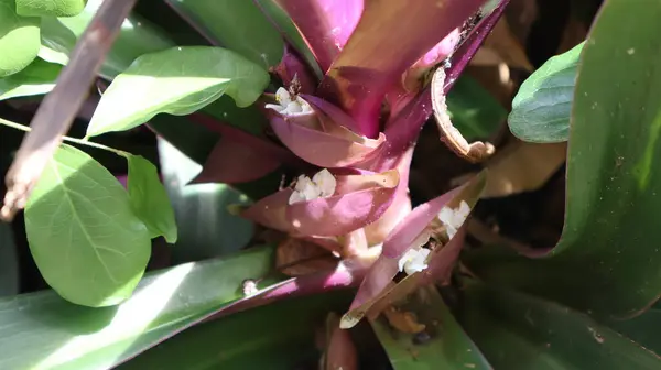 Canlı bir tekne zambağı ya da yeşil yapraklı istiridye bitkisinin yakın çekimi