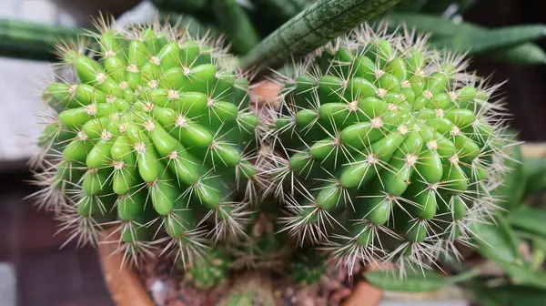 Canlı Yeşil Dikenli Kaktüs Bir Tencerede Çifti