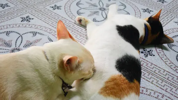 Anne kedisinden emziren büyük bir kedi yavrusu.