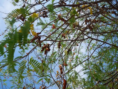 Demirhindi, dallar ve yapraklar Arka plan parlak mavi bir gökyüzü
