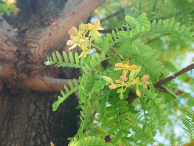 Demirhindi çiçekleri ve yaprakları demirhindi ağacında