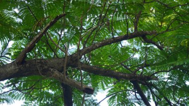 Bir ağacın yemyeşil gölgesinde yukarı bakıyorum.