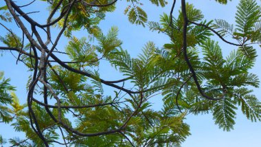 Parlak mavi gökyüzü, beyaz bulutlar, ve güzel dallar ve yapraklar