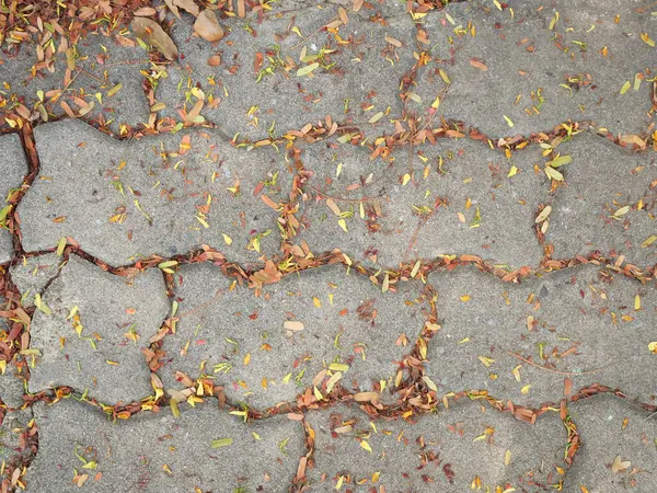 Dökülen yapraklı tuğla solucanı