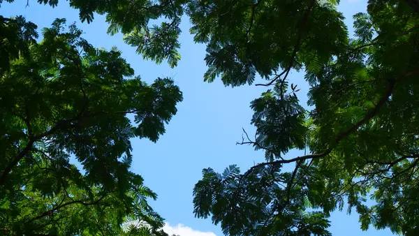 Parlak mavi gökyüzü, beyaz bulutlar, ve güzel dallar ve yapraklar