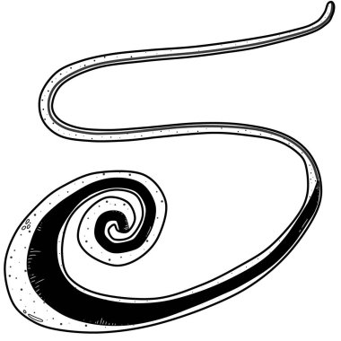 Bir Whipworm 'ın siyah ve beyaz çizimi
