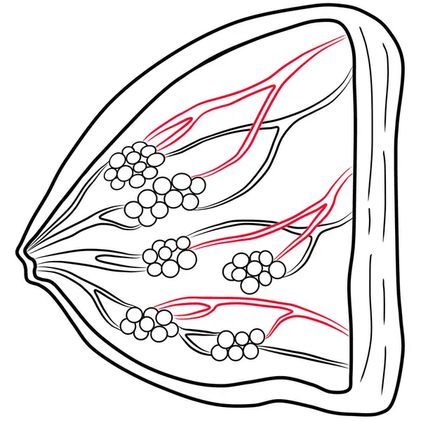 İnsan göğüs yapısının kırmızı ve siyah çizgisi çizimi