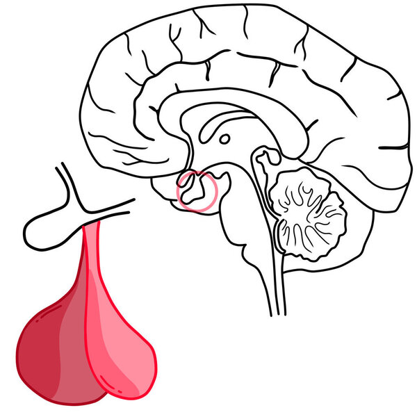 Structure of the human brain with highlighted pituitary gland