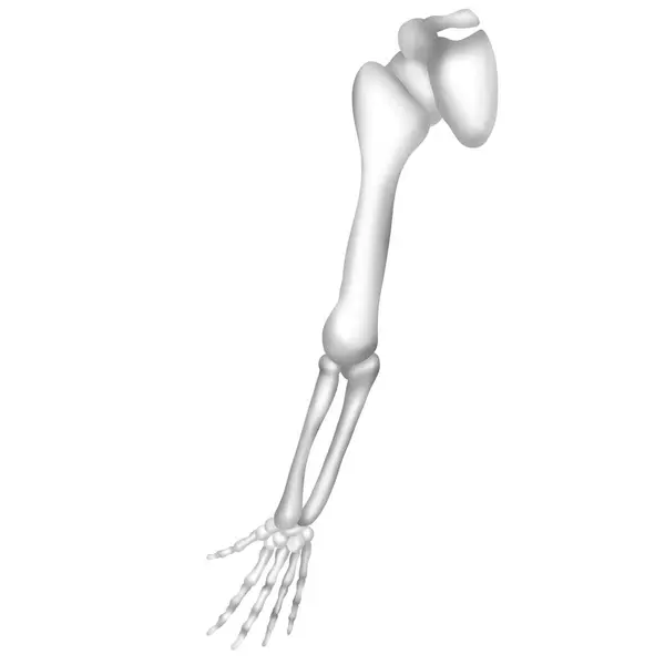 İnsan Kolu Kemik Yapısının Suluboya Boyası