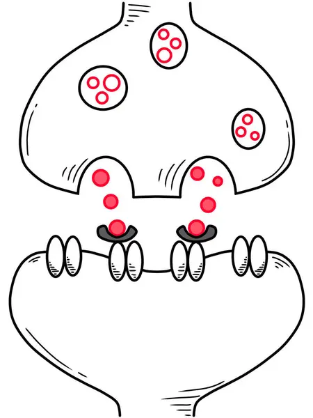 Bir Sinaps ve Nörotransmiter 'in çizimi