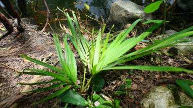 Ormandaki yeşil yapraklar güneş ışığıyla aydınlanır.