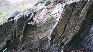 Ölü, buruşuk, kuru ağaç kökleri