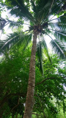 Hindistan cevizi ağaçlarının uzun gövdeleri ve yeşil yaprakları vardır.