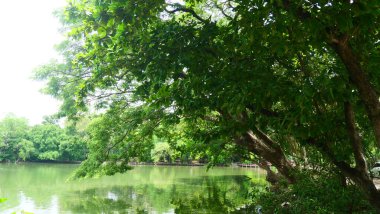 Yeşil dallar ve yapraklar zarif bir şekilde bir göletin üzerinde kıvrılarak, güzel bir doğal manzara yaratıyor.