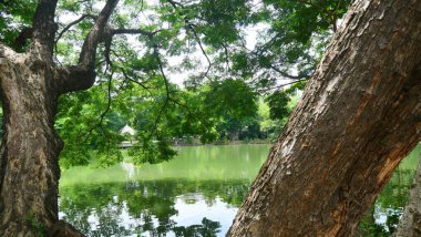 Suyun kenarında ağaç gövdeleri, dallar ve yaprakların görüntüsü