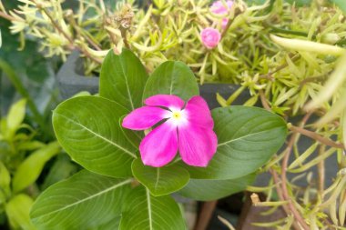 Bir Pembe Periwinkle Çiçeğinin Yakın Çekimi