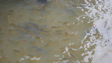 Balık Yüzme Kalabalığı