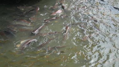 Balık Yüzme Kalabalığı