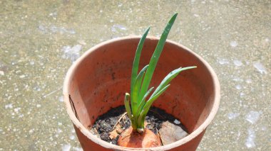 Soğanlar tencerede filizleniyor ve güneş ışığı alıyor.