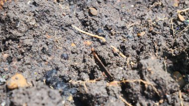 Toprağı işlemek için siyah toprak.