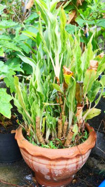 Bir tür aloe bitkisi tencerede bulunur.