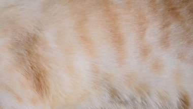 Kahverengi ve beyaz çizgili kedi kürkünün yakın plan görüntüsü