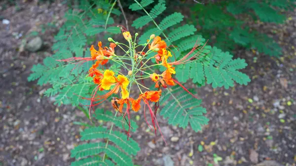 Yeşil yapraklı turuncu-sarı yabani çiçekler
