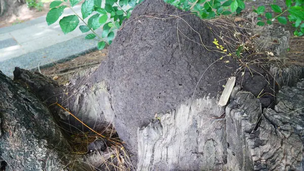 Ölü, buruşuk, kuru ağaç kökleri