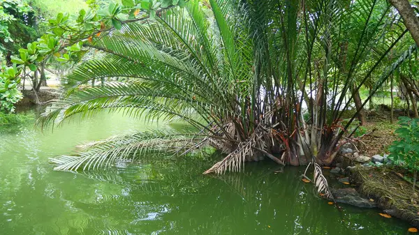 Palmiye ağacı gölün kenarında yetişir.