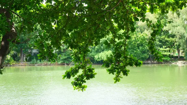 Yeşil dallar ve yapraklar zarif bir şekilde bir göletin üzerinde kıvrılarak, güzel bir doğal manzara yaratıyor.