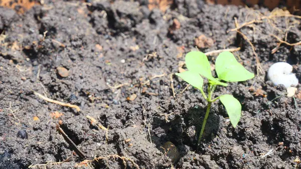 Toprağı işlemek için siyah toprak.